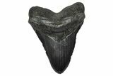 Fossil Megalodon Tooth - South Carolina #375814-1